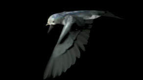 Bird flight study
