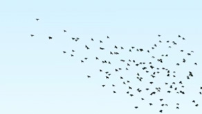 Flocking experiment